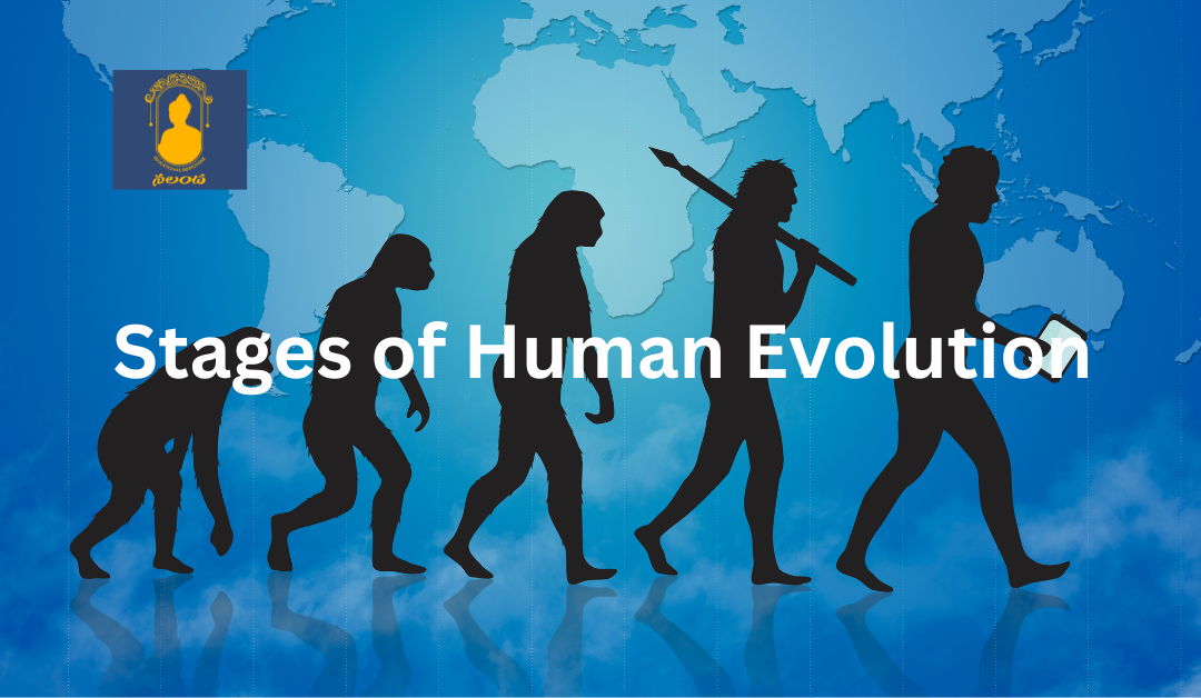 What are the Stages of Human Evolution?